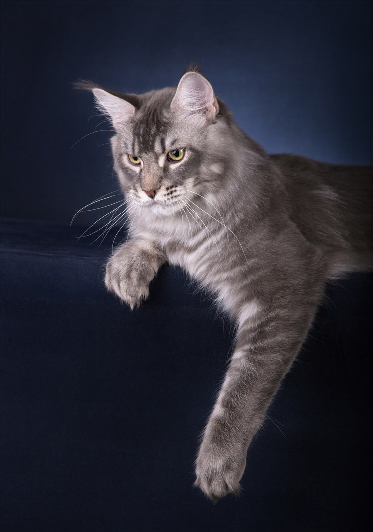 Мейн кун рыжий гладкошерстный