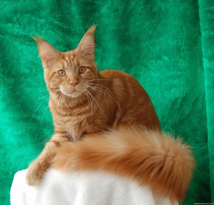 Британский Мейн кун