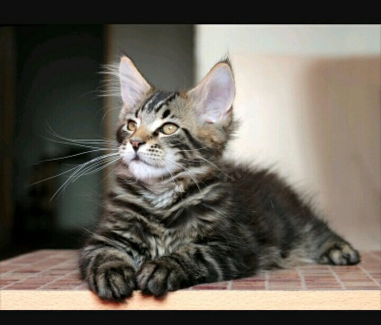 Мейн кун котенок гладкошерстный