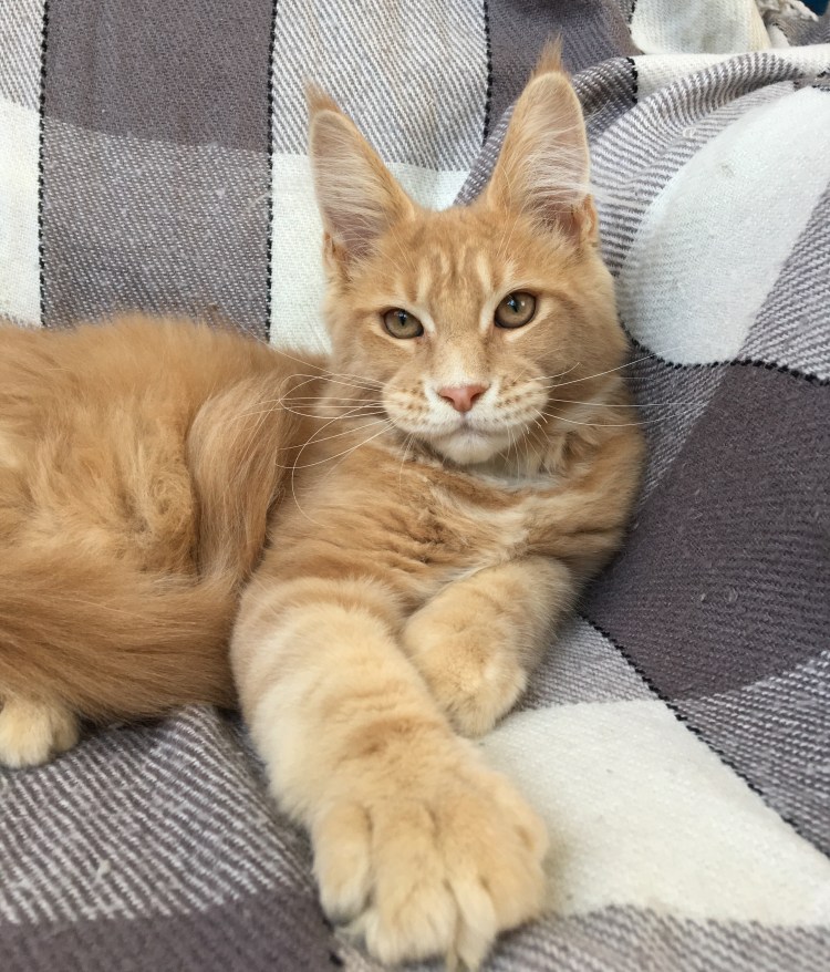 Метис Мейн куна гладкошерстный