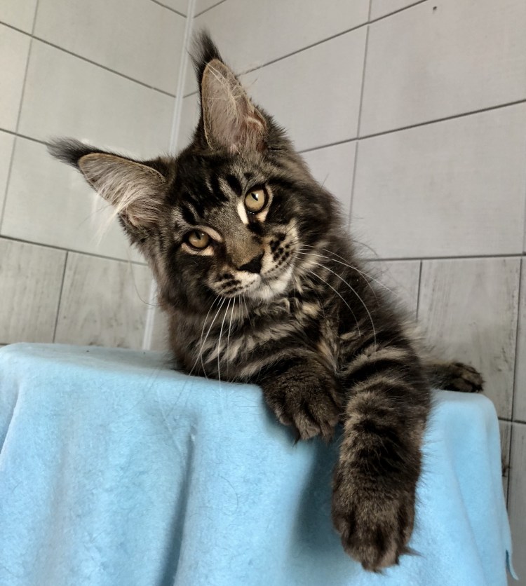 Мэйкун гладкошерстный