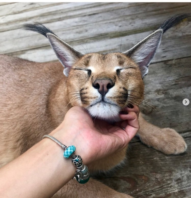 Рысь каракал Шлепа