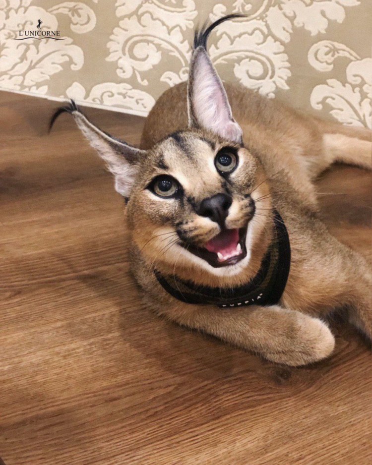 Каракал и каракет