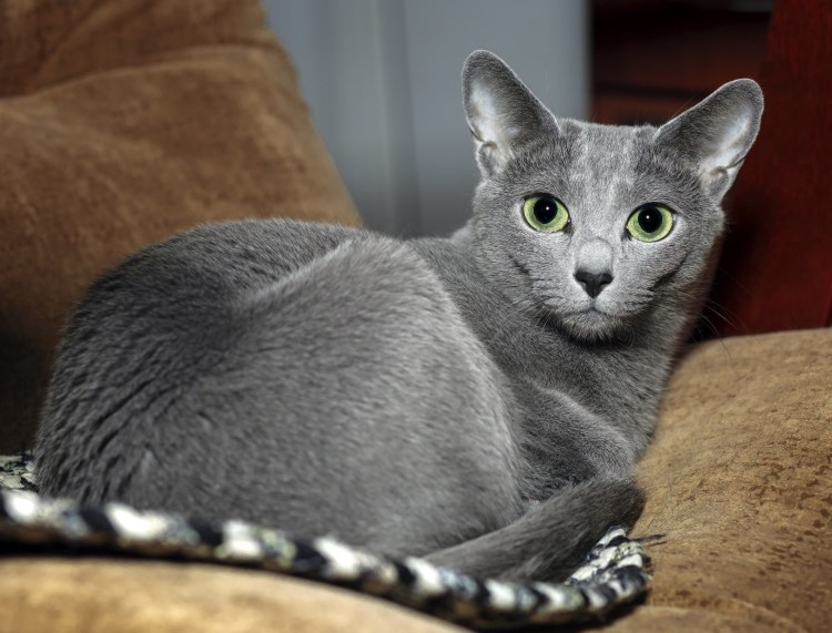 Каракал Нефертити