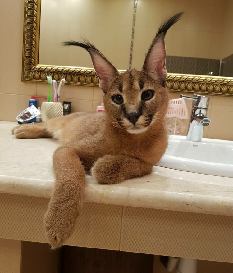 Шлёпа каракал