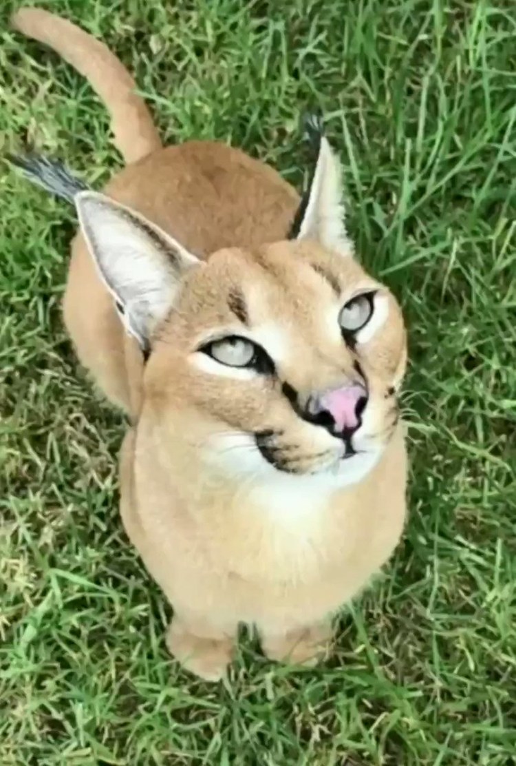 Каракал floppy