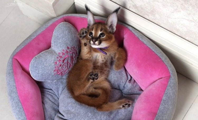 Котята породы каракал