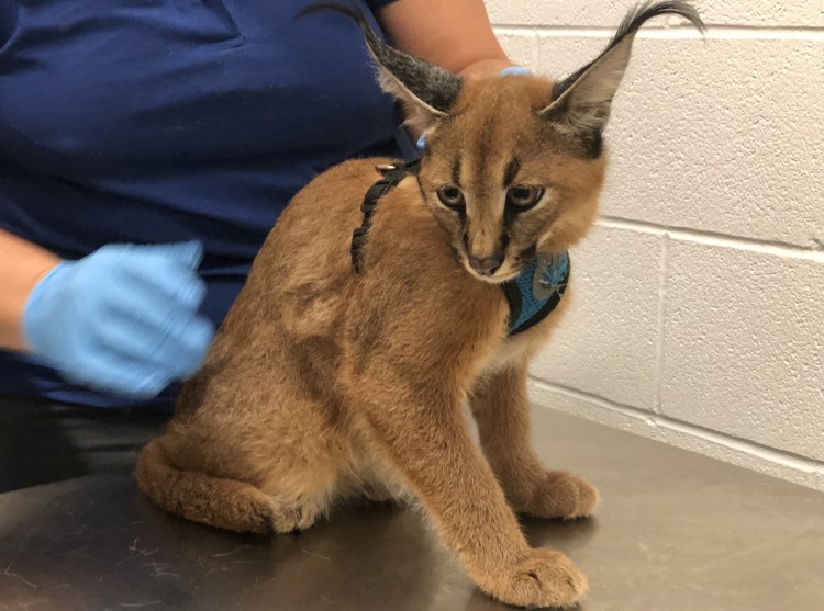 Кот каракал