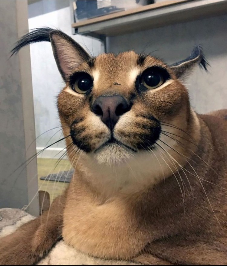 Рысь каракал Шлепа