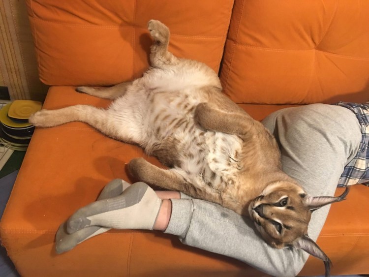 Каракал кот шлёпа