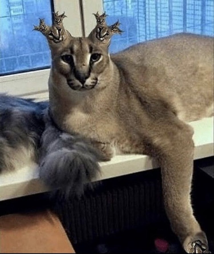 Каракал Грегори