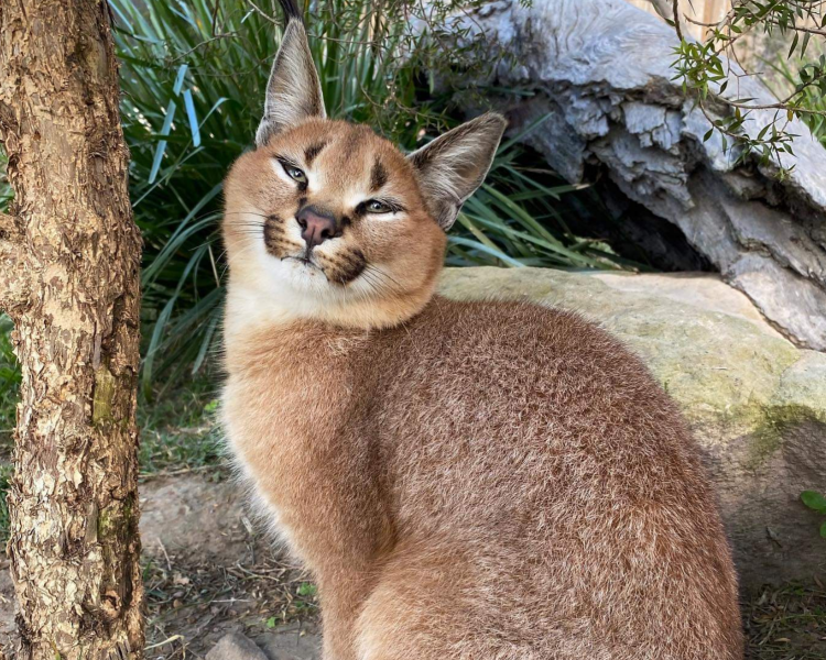 Каракал, пустынная Рысь