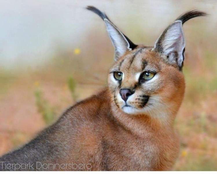 Шлёпа русский кот каракал