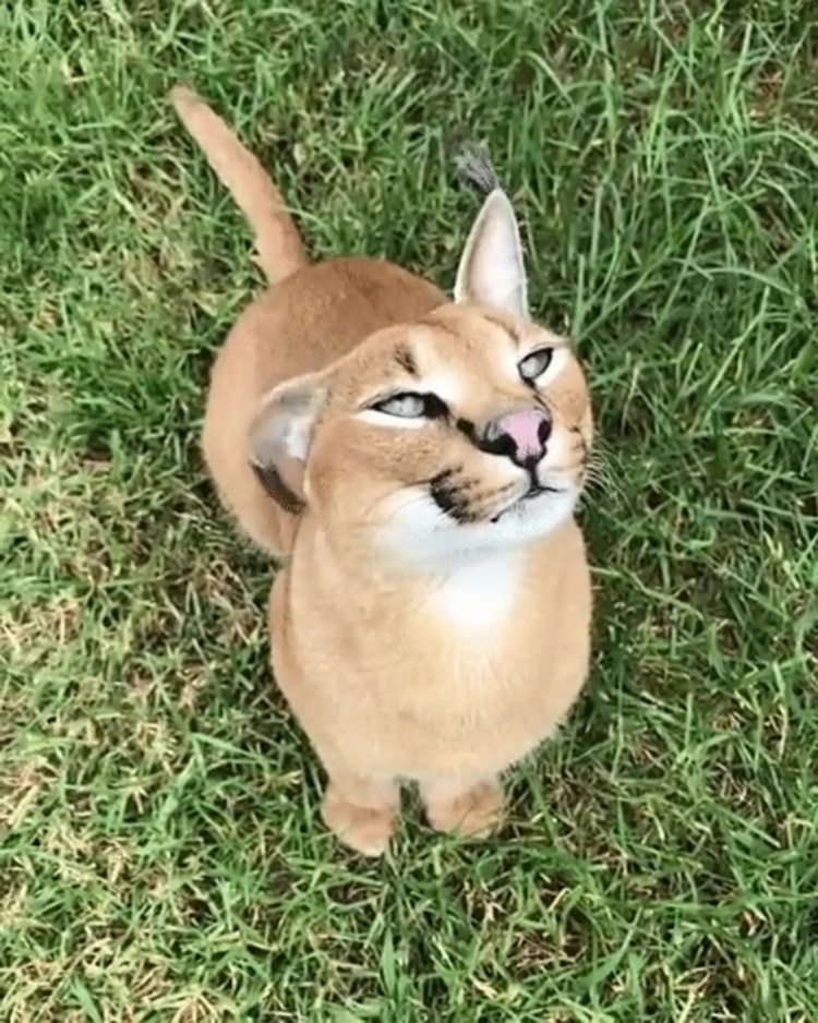 Степной кот каракал