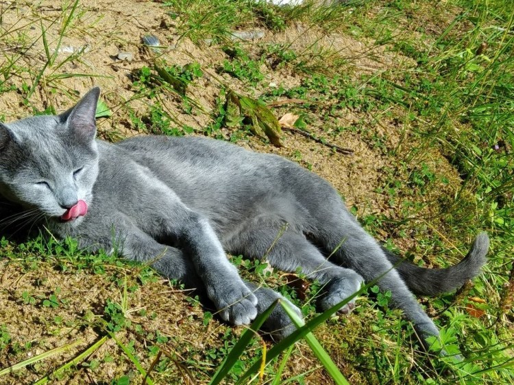 Большой русский Шлепа