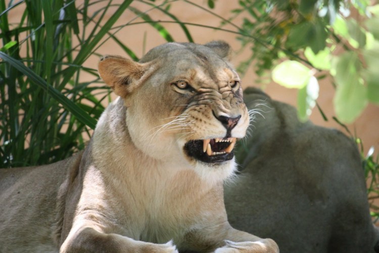 Алекс Дикая львица