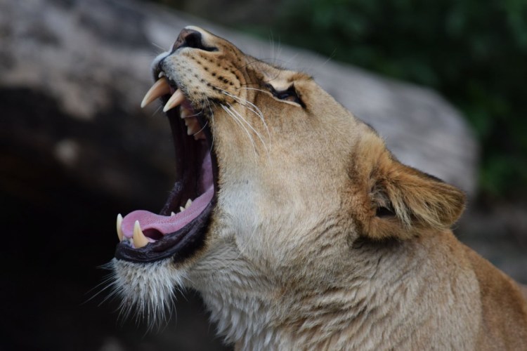 Рык львицы