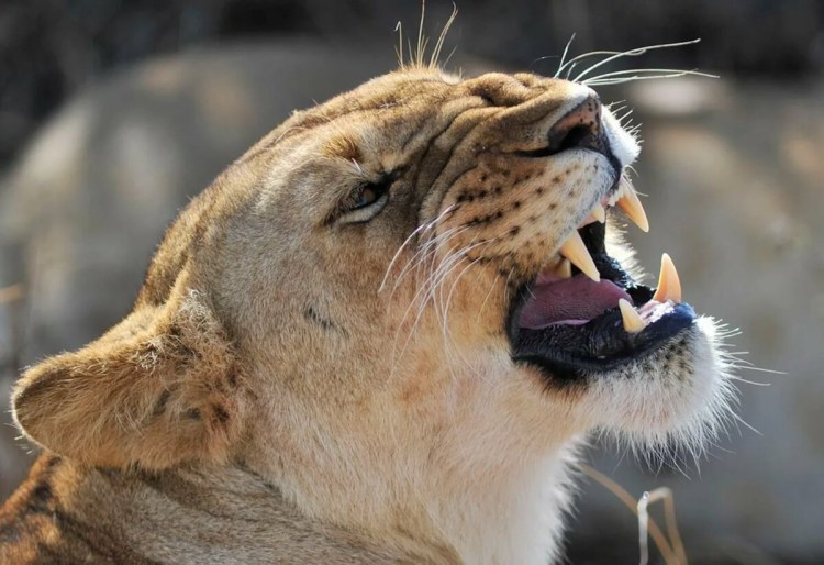Львица с открытой пастью
