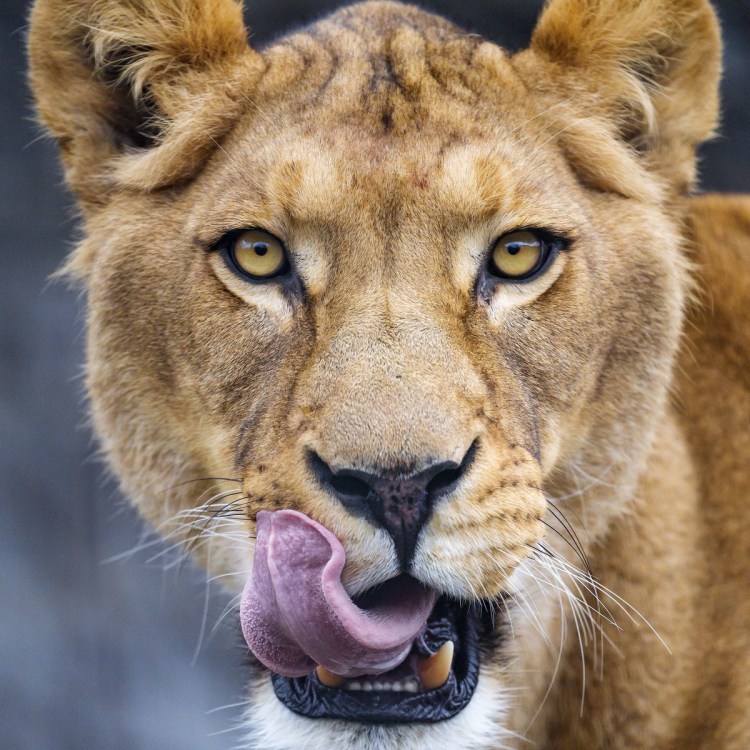 Саблезубый Кугуар