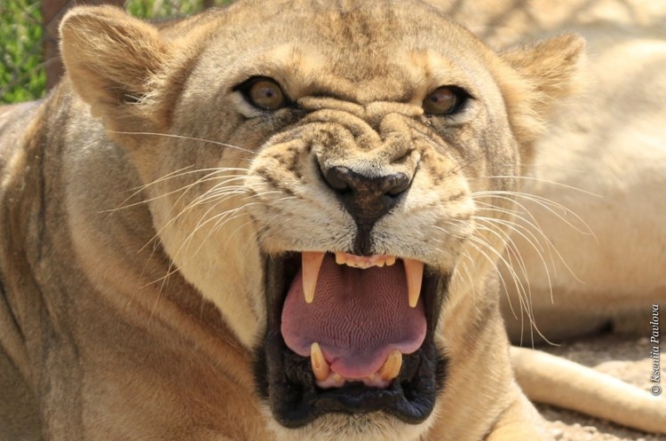 Львица оскал