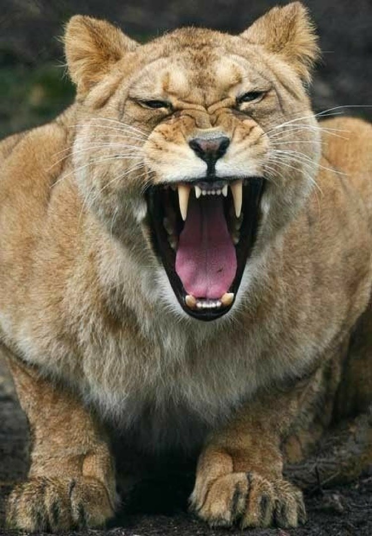Львица облизывается