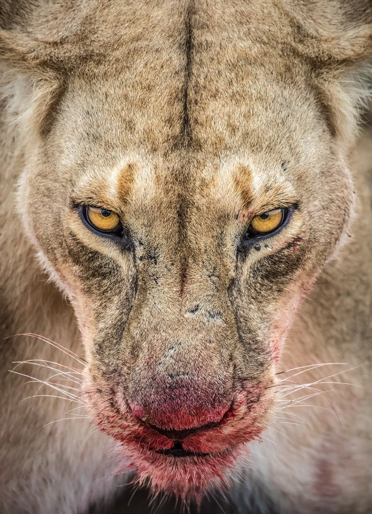 Львица оскал