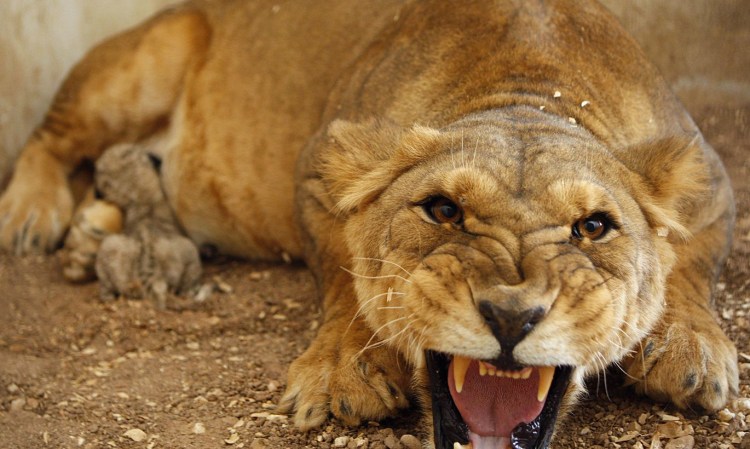 Львица оскал