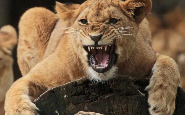Рык львицы