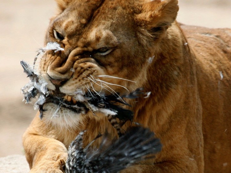 Львица рычит