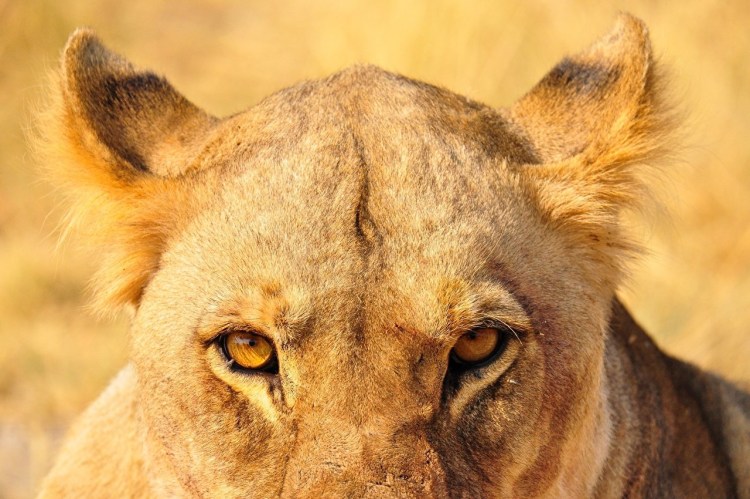 Животные злятся