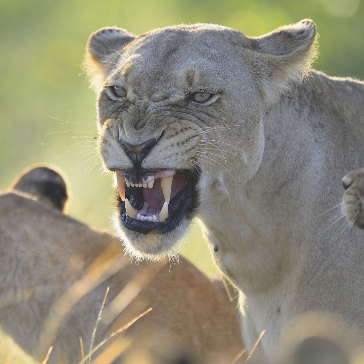 Морда львицы