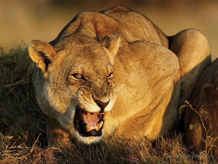 Пума и львица