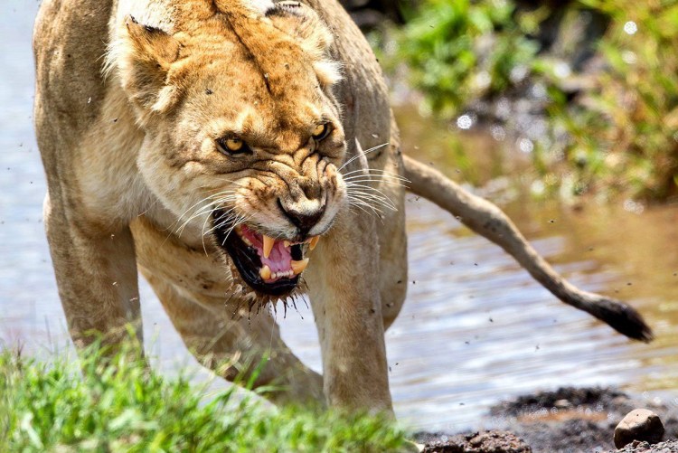 Африканская львица