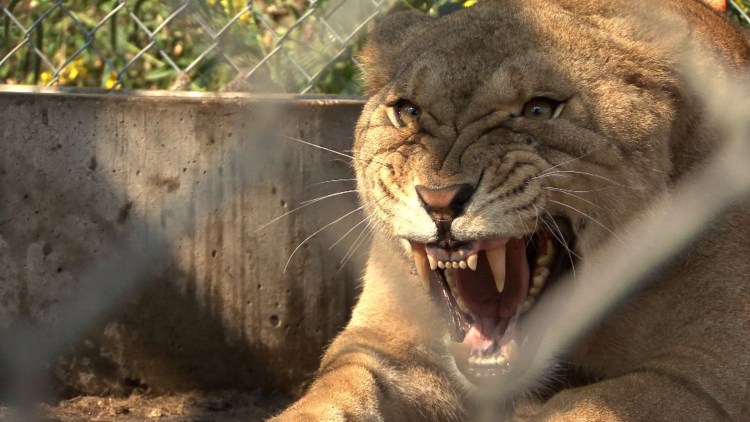 Рык львицы