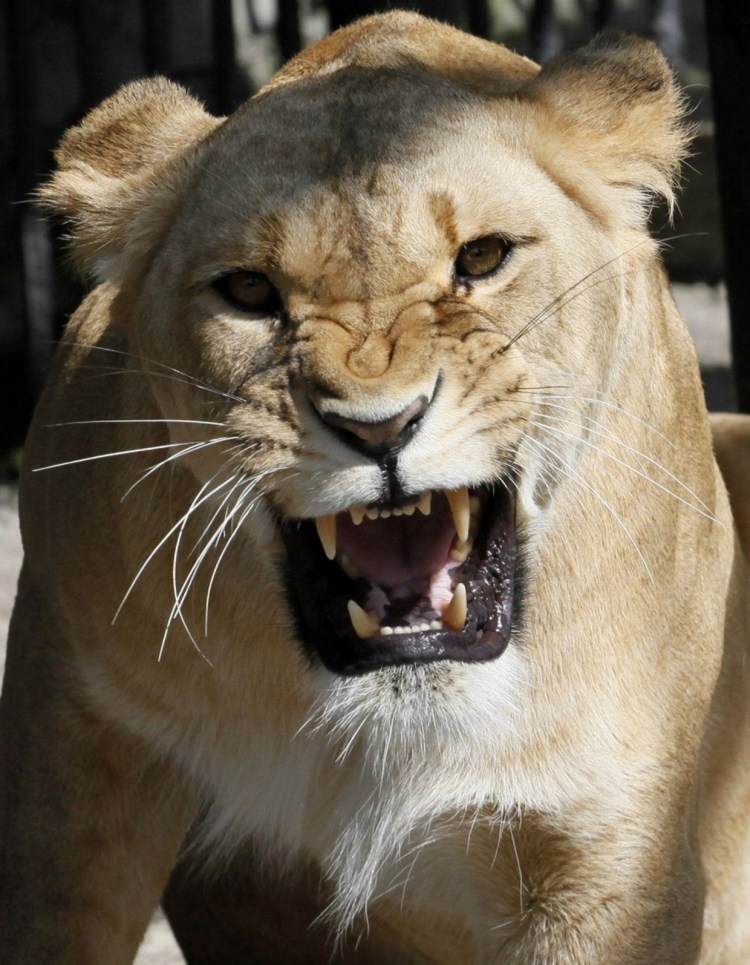 Лев Генрих роев ручей Красноярск