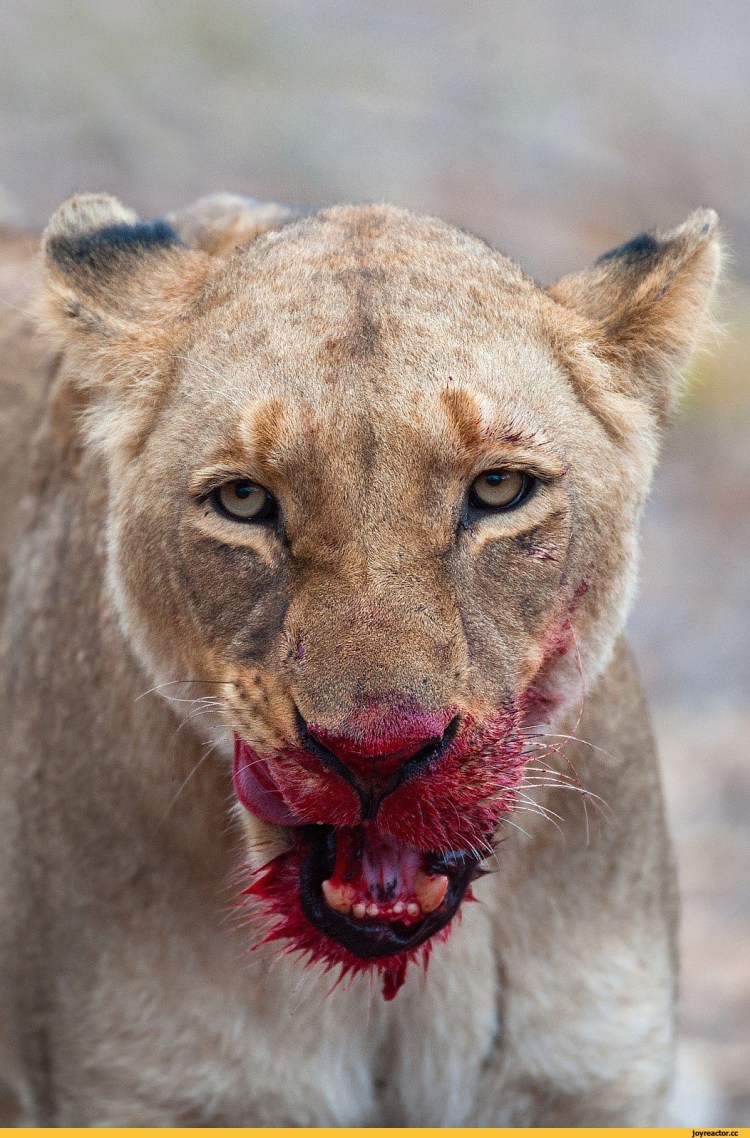 Олег Зубков тигры львицы