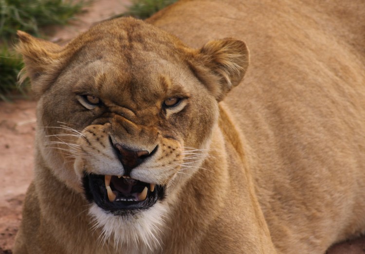 Звериный оскал