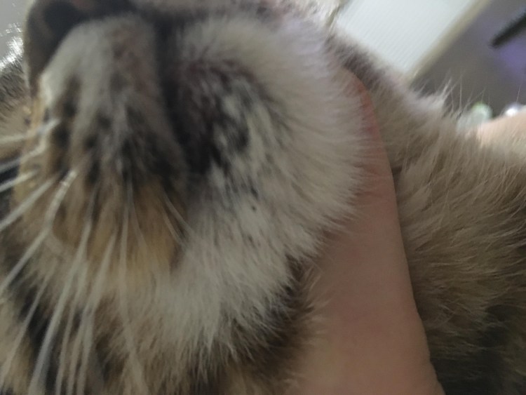 У кота нижняя челюсть припухшая