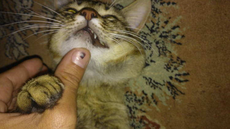 У кошки облысела нижняя губа