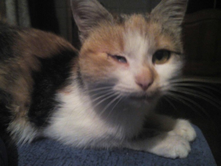 Калицивироз (эозинофильная гранулема)