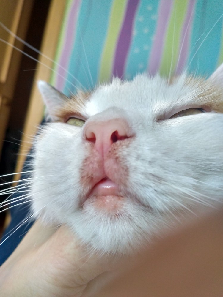 Дерматит у кошек на подбородке