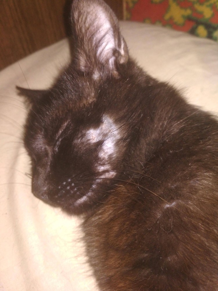 Пятно на нижней губе у кошки