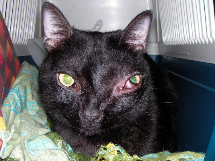 Новообразования у кошек