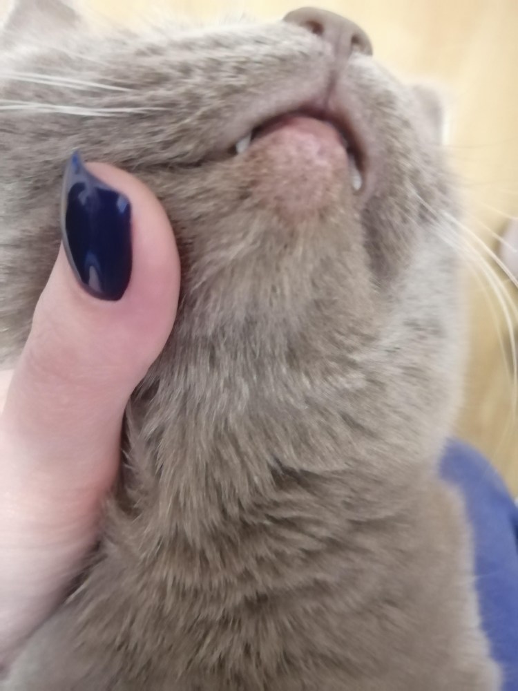 Ринотрахеит (кошачий герпес)