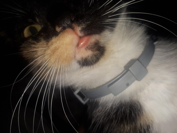 Маленькие кошачьи зубки