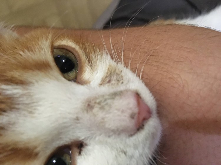 Горбинка на носу у кота