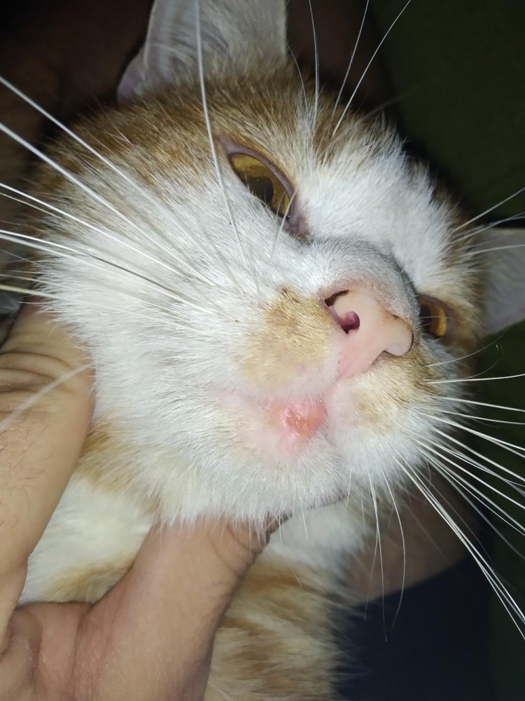 Укотаопухла нижняя селюсть