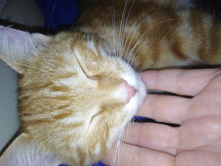 Кошка с коричневыми пятнами