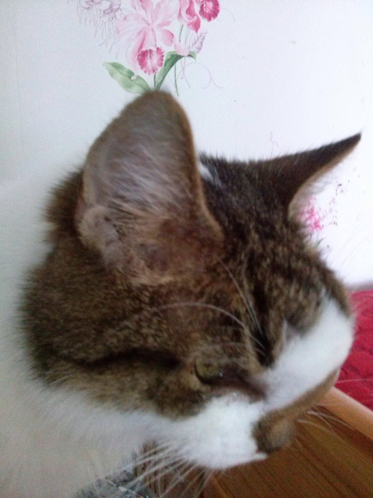 Кошачий лишай на ушках