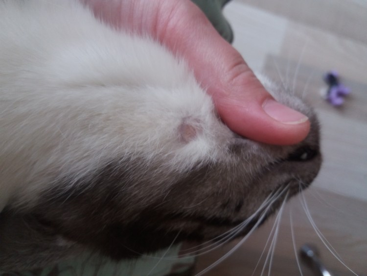 Лишай на мордочке у котенка